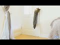 Clever Cats Opening Doors