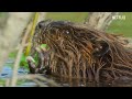 Nature’s Engineers: Busy Beavers at Work 🦫 Our Living World | Netflix After School