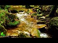 Forest Sounds, Birds Singing, Babbling Brook - Relaxation, Meditation, Sleep