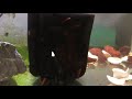 Cherry shrimp go CRAZY after placing DIRTY sponge filter in to tank!