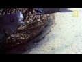 Fish Fight! | National Geographic