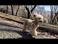 代々木公園の桜並木お散歩動画【トイプードル】