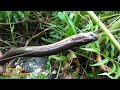 MANCING BELUT RAWA PAKAI UMPAN IKAN SPOT KOLAM RAWA RAWA