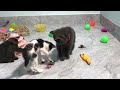 You Laugh You Lose😹Funniest Dogs and Cats 2024😻🐶