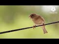 🔥HUMMINGBIRDS SONG🐦NATURE & RELAXING SOUNDS🐦CANTO DE COLIBRÍES #DAMATV #breathtaking #nature #relax