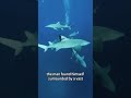 Friends with the shark ￼