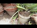 Aloe vera easy to grow and many benefits #like #subscribe