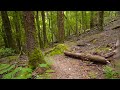 The Most Magical Rainforest Walk | Walking Ambience | Temperate Rainforest | Philosopher Falls