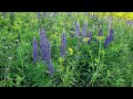 Guided Meditation: Mindfulness In Nature: blooming flower  - Lupines