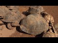 Giant tortoise eats a watermelon