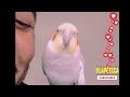 Cockatiel Quincy Ask How Are You?!#cockatiel #birds #parrots #greencheekconure #petbirds