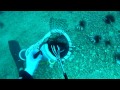 Lionfish Airplane; Pensacola Florida, Gulf of Mexico