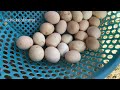 Chicken Farm - How to grow corn sprouts in the sand to make chicken food