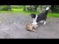 Cat and Dog Playing Together - Cute!