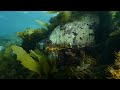 Mesmerising leafy seadragons in ocean kelp forest. Relaxing 30 minutes underwater