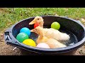 Catch Cute Chickens, Colorful Chickens, Rainbow Chicken, Rabbits, Cute Cats,Ducks,Animals Cute #67