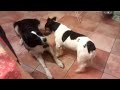 Interesting Dog Dog behaviour and signalling