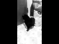 Cat Chases Tail