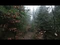 Moody forest walk ⛈️🌫️ | rain and fog  | ASMR