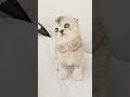 Cute video about two different kittens Scottish Fold and Scottish Straight