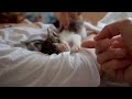 Blind And Sick Kitten Cries For Help 😭 But People Ignore Her