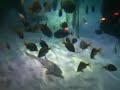 Stingrays whizzing about