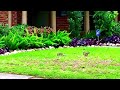 3 Adventurous Squirrels on the Move! #animals  #nature #cute #viral #viralvideo #viralvideos