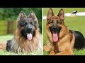 King Shepherd vs. German Shepherd (The Untold Truth!) 🦮 | #dogbreeds | World of Dogz