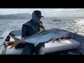 CEDROS ISLAND | INSANE Yellowtail Surface Iron Fishing