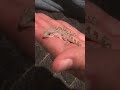 GECKO-