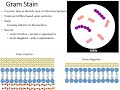 Gram Positive vs. Gram Negative Bacteria