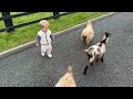 Adorable Baby Boy Tells Goats Off For Eating Everything!! (Cutest Ever!!)