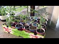 Post Mosaic Virus Garden update