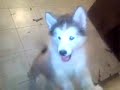 My last 3 malamute puppies left