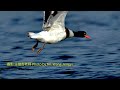 Common Shelducks in Yongan Wetland, Kaohsiung, Taiwan 4K