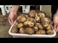 Growing potatoes in plastic cans is very simple but has a lot of tubers