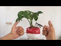 MANFAAT DAN CARA PRUNING BONSAI KELAPA||CIKALBAKAL