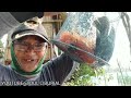 CARA JITU MANCING IKAN NILA!! LUMUT HIJAU CAMPUR CACING SUTRA | SETU COGREG PARUNG CISEENG BOGOR!!!