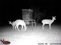 Back-Yard Trail Camera (Central Texas)