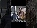 Triceratops VS Tyrannosaurus #shorts #jurassicworld #paleontology #trending