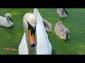 Unusual Baby Swans, One must be Albino 2021 4K