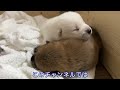 【柴犬 子犬】母乳をたくさん飲んでむちむちな子犬たちはこちら