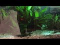 Livebearer Java Fern Aquarium