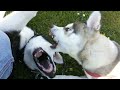 2 Husky brothers playing ..... Again :)