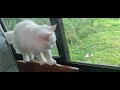 Persian Cat & Wild Bird in Action. The bird gets inside the house #viral #birds #asmr #asmrsounds