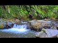 Relaxing Waterfall Nature Sounds-Natural music of Birds Chirping-Sleeping Bird Sound Meditation