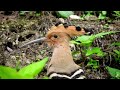 Eurasian Hoopoe old name Common Hoopoe 👇🙏🙏 at Near my home. Eaglenest Wildlife Sanctuary