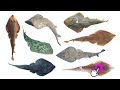 Species of Guitarfish | Shovelnose Rays | Family: Rhinobatidae, Genus: Acroteriobatus