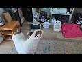 Dog Sings To Music Amazing And Funny