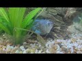 Get a Dwarf Gourami, 5 Reasons Why!!